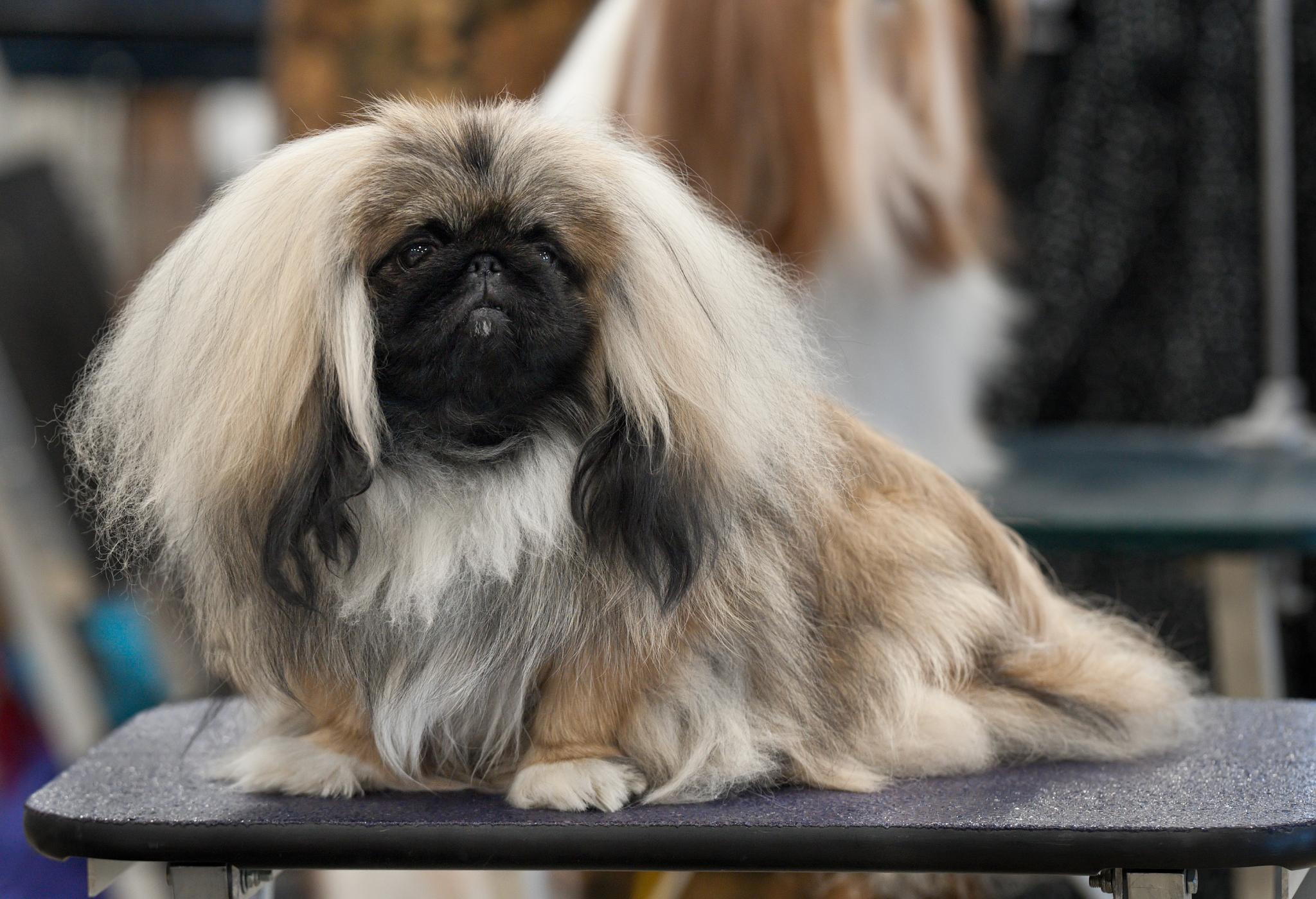 pekingese dog