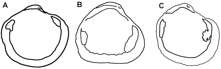 File:A-new-genus-and-species-of-Thyasiridae-(Mollusca-Bivalvia)-from-deep-water-Beaufort-Sea-northern-zookeys-462-011-g007.jpg