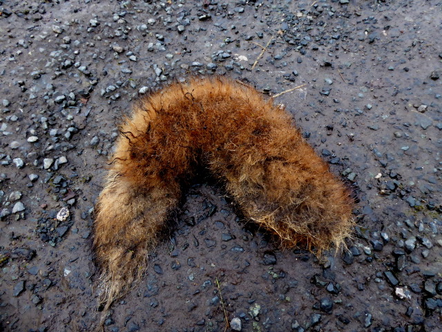 File:A fox's tail^ - geograph.org.uk - 5567870.jpg