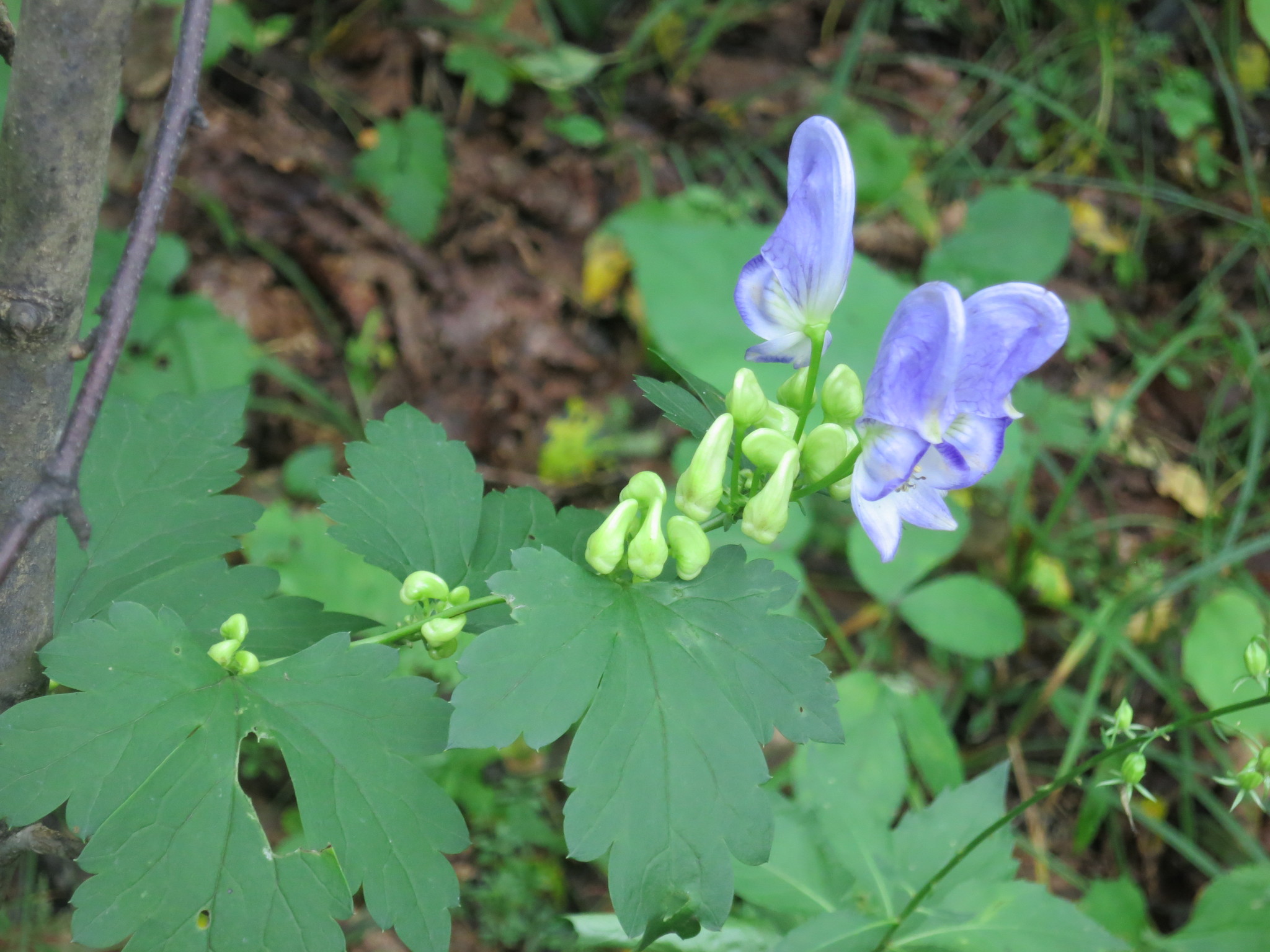 Aconitum napellus 30ch para que sirve