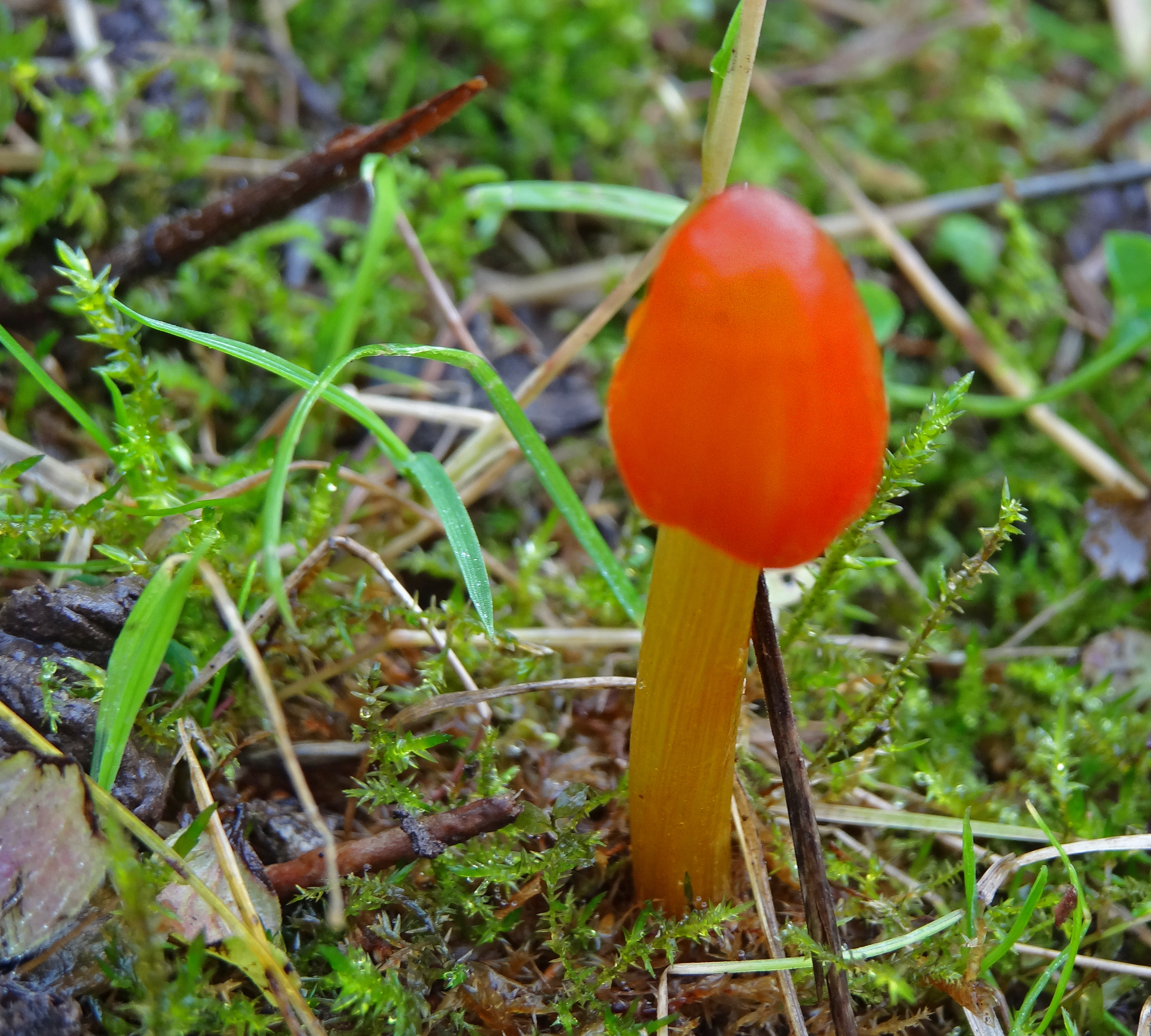 Оранжевые грибы. Гигроцибе киноварно-красная (Hygrocybe miniata). Гриб Гигроцибе киноварно-красная. Лисичка киноварно-красная. Гигроцибе Луговая.