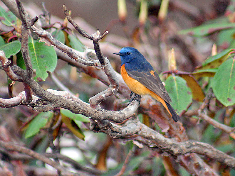 File:Blue fronted Redstart- Male I3 IMG 3519.jpg