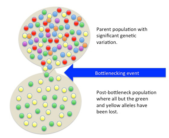 File:Bottleneck effect.jpg