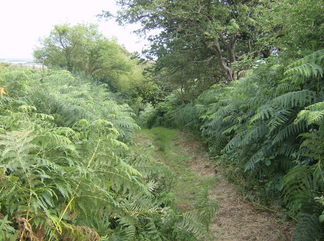 File:Bracken path towards Limerstone - geograph.org.uk - 502240.jpg