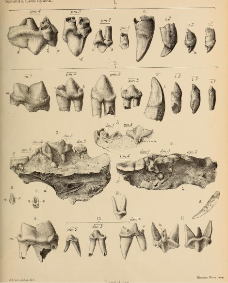 File:British Pleistocene Mammalia (1866) Cave Hyena Dentition 2.png