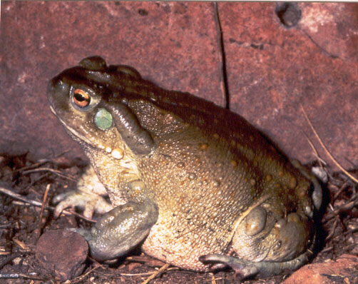 File:Bufo alvarius1.jpg