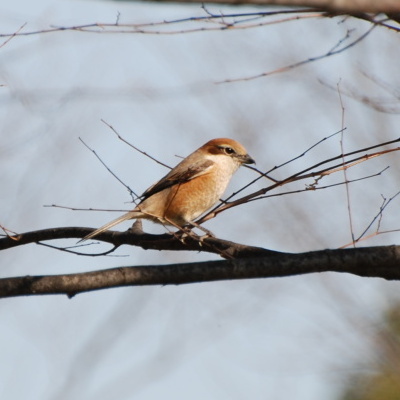 File:Bull-headed Shrike Osaka 2.jpg