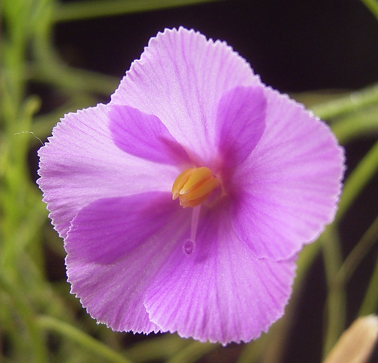 File:Byblis filifolia flora.jpg - Wikimedia Commons