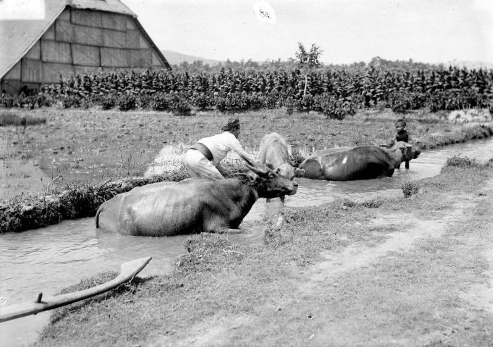 File:COLLECTIE TROPENMUSEUM Karbouwen wassen in een waterstroompje in een tabakstuin Wedi Java TMnr 10013555.jpg