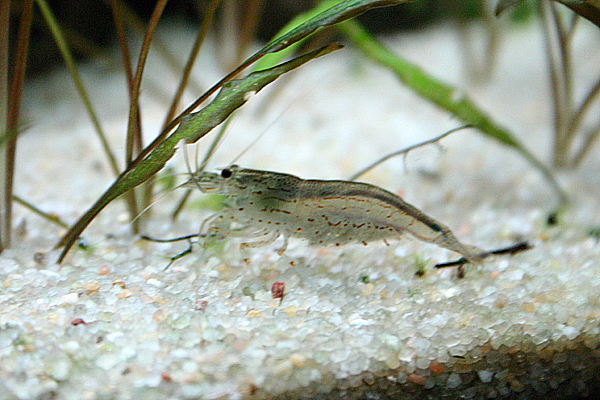 File:Caridina japonica 08.jpg