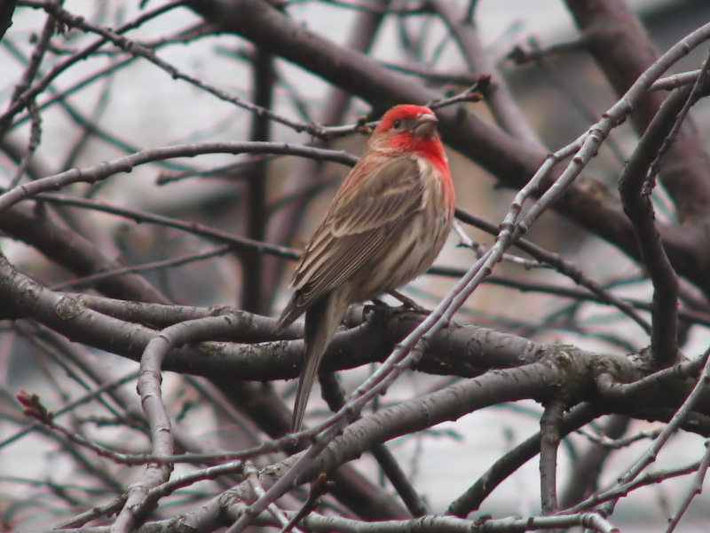 File:Carpodacus mexicanus Ottawa.jpg