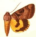 <i>Catocala whitneyi</i> Species of moth