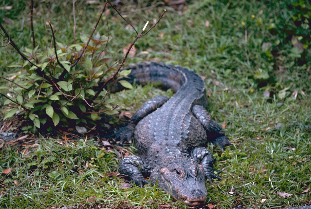 Chinese alligator - Wikipedia