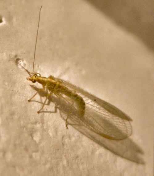 File:Chrysoperla carnea 1 zlotook pospolity.jpg