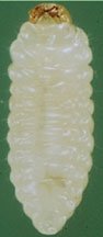 Larva Coccotrypes dactyliperda 3.jpg