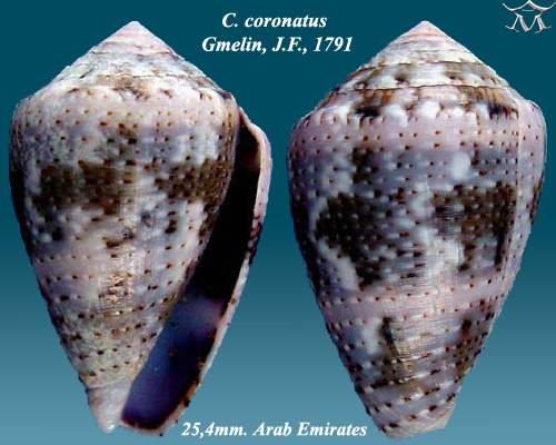File:Conus coronatus 3.jpg