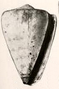<i>Conus humerosus</i> Species of Gastropoda