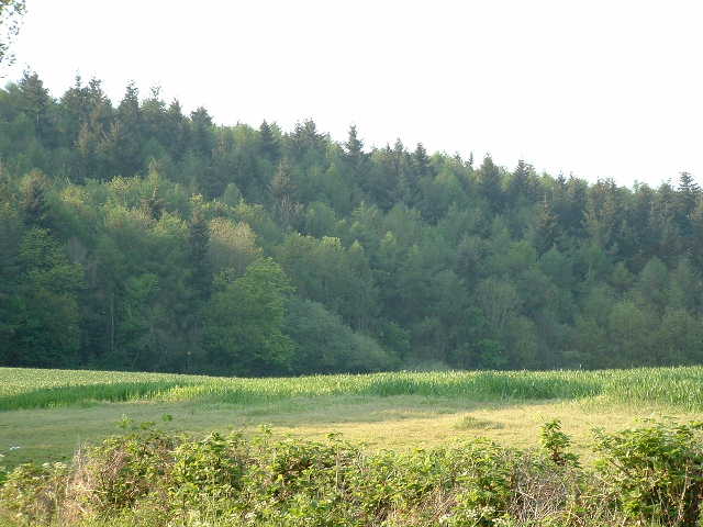 Credenhill Park Wood - geograph.org.uk - 167975