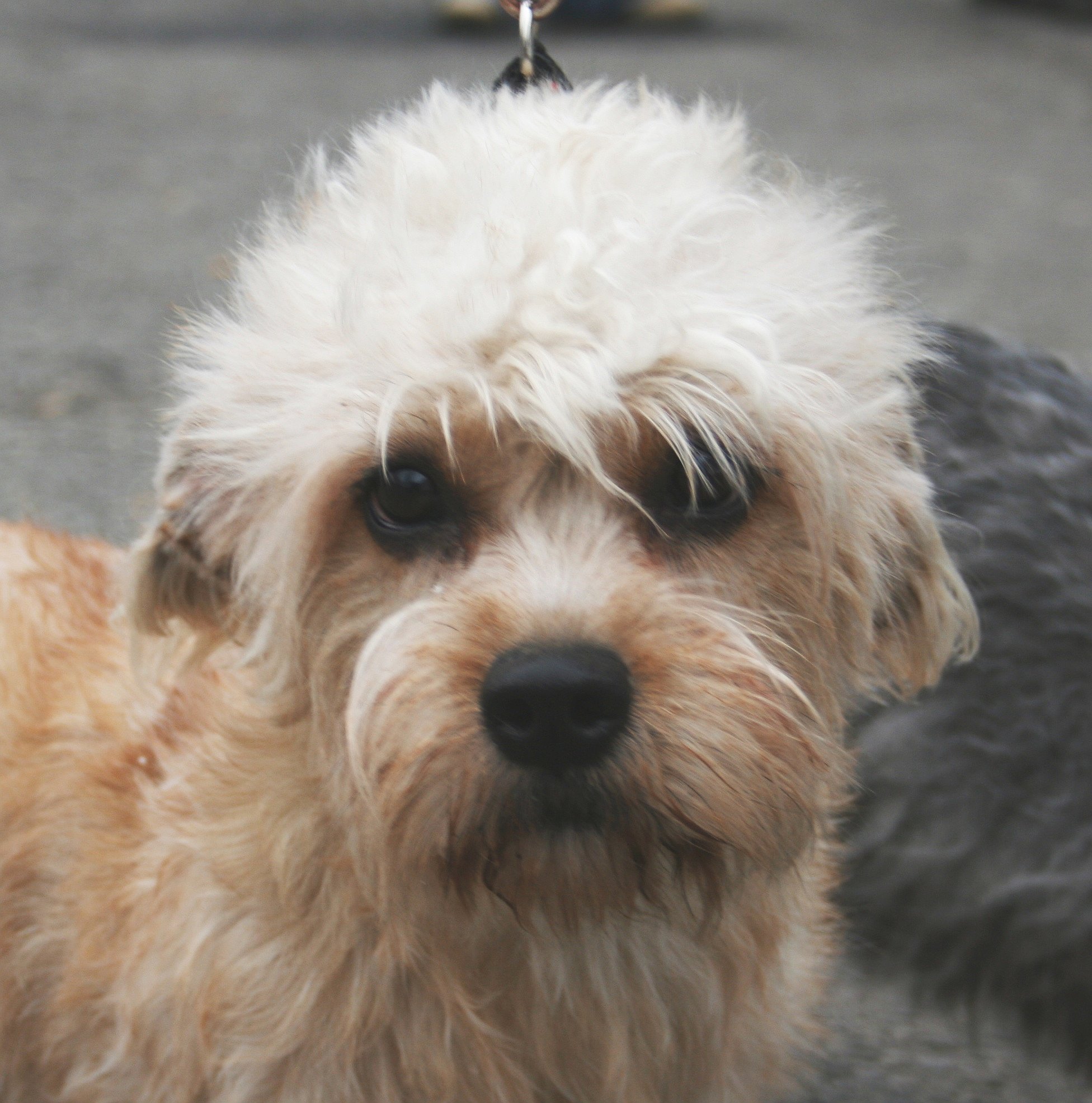 File:Dandie Dinmont terrier głowa suki 2009 pl.jpg 