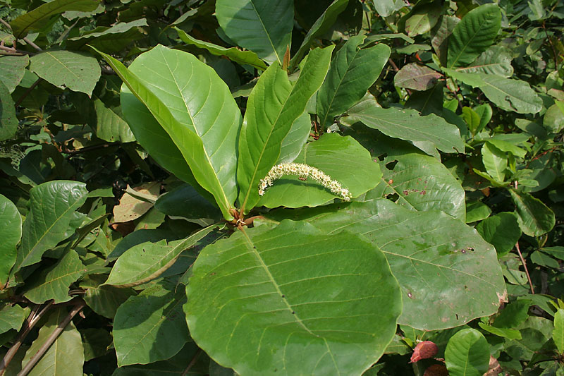 File:Desi Badam (Terminalia catappa) in Hyderabad, AP W IMG 0498.jpg