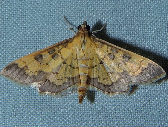 File:Diacme elealis - Paler Diacme Moth (15872915129).jpg