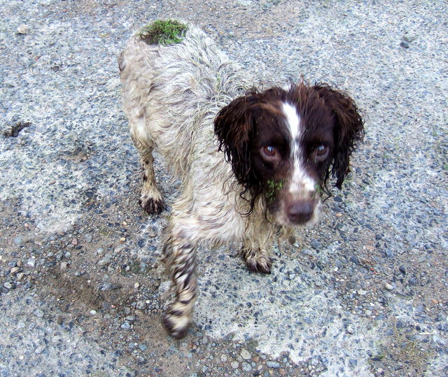 File:Dog with green rump - geograph.org.uk - 435824.jpg