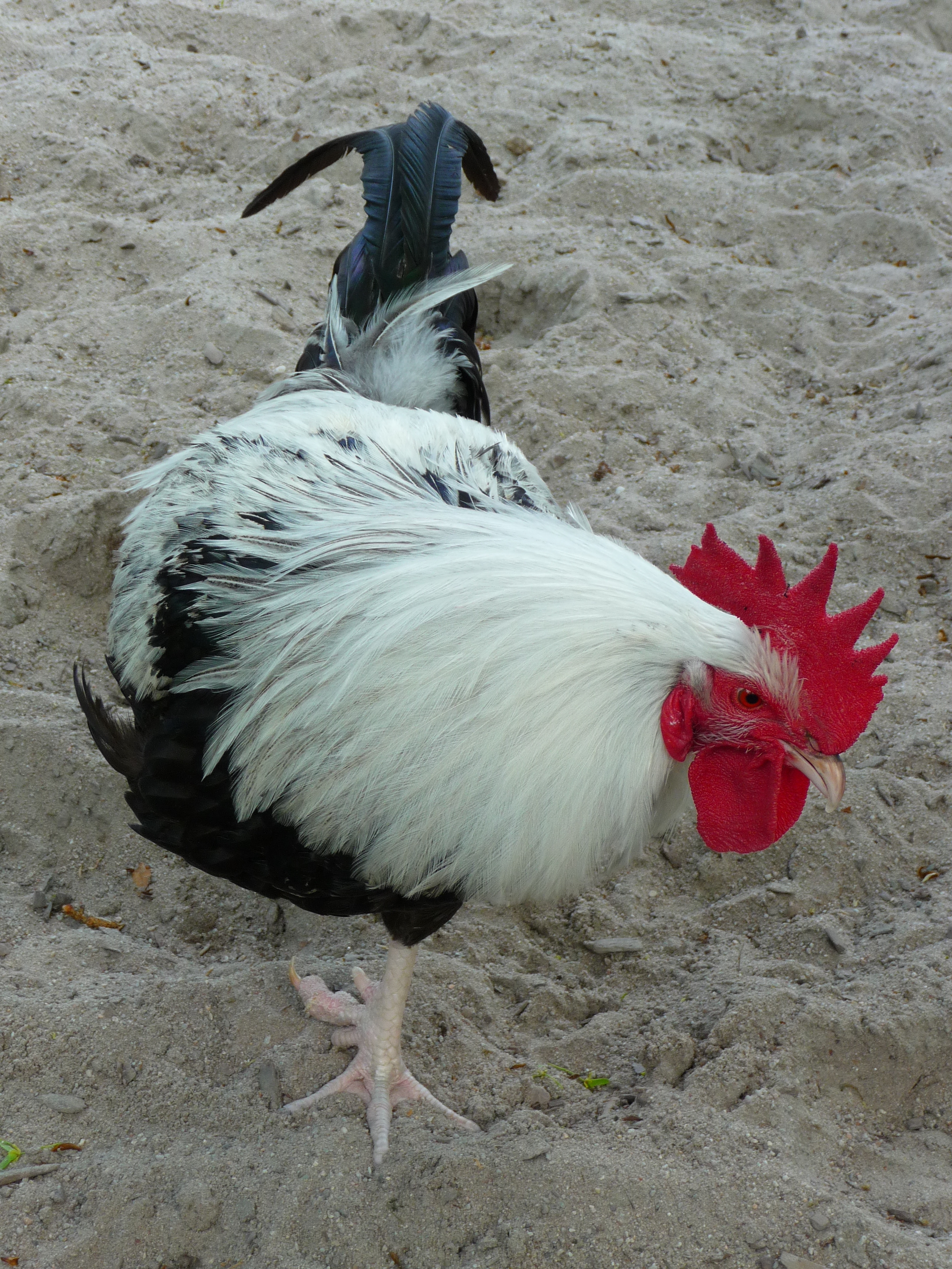 Old English Bantam Color Chart