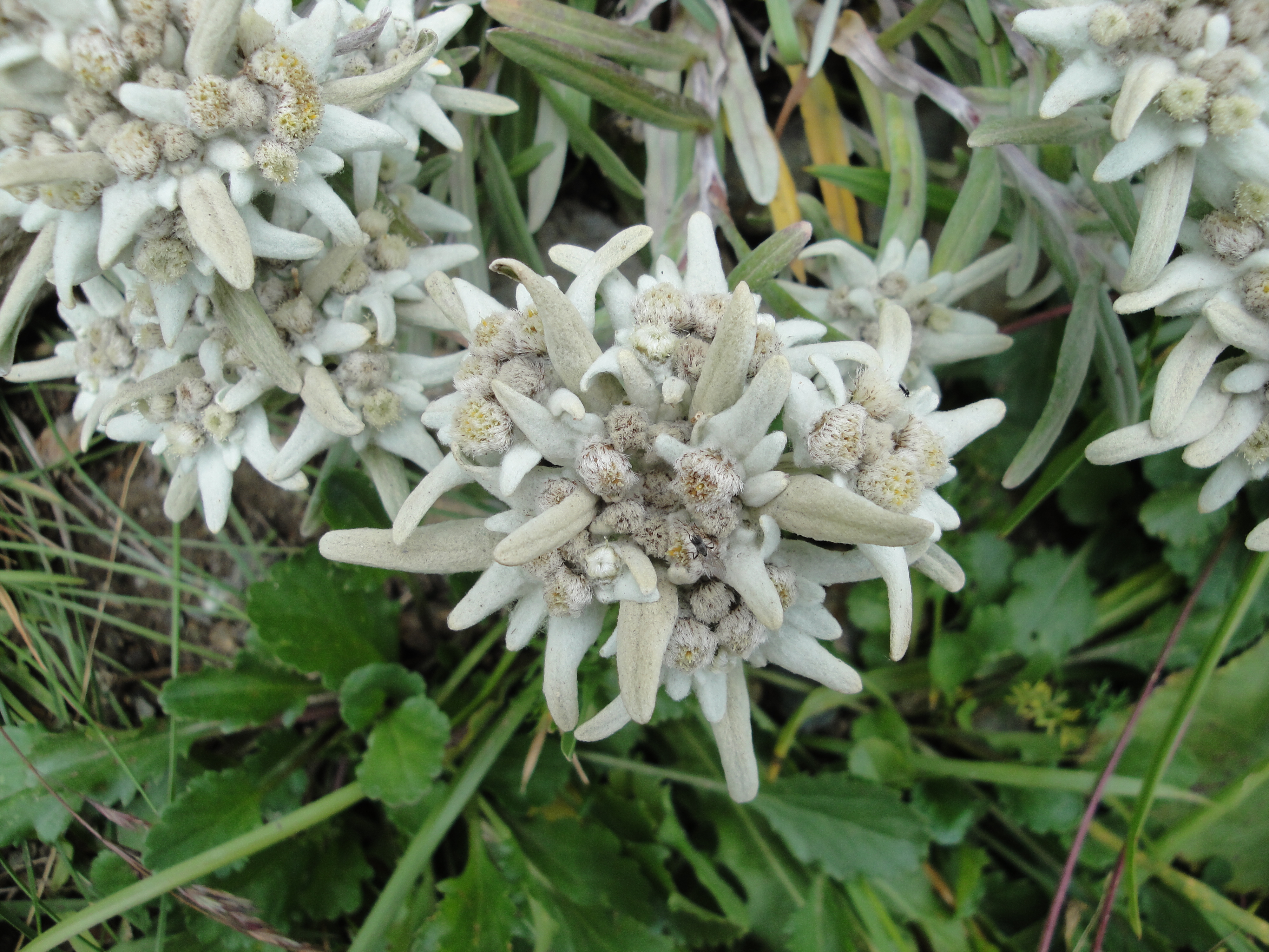 Эдельвейс 1 мая. Эдельвейс Альпийский. Leontopodium stracheyi. Leontopodium alpinum. Эдельвейс Вануаз.