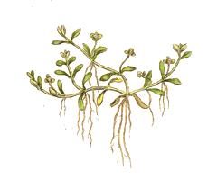 <i>Elatine</i> Genus of flowering plants in the waterwort family