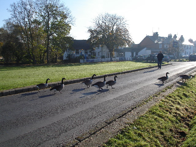 Epsom Common - geograph.org.uk - 82245