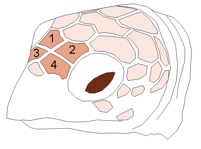 File:EretmochelysImbricata HeadScutes.png