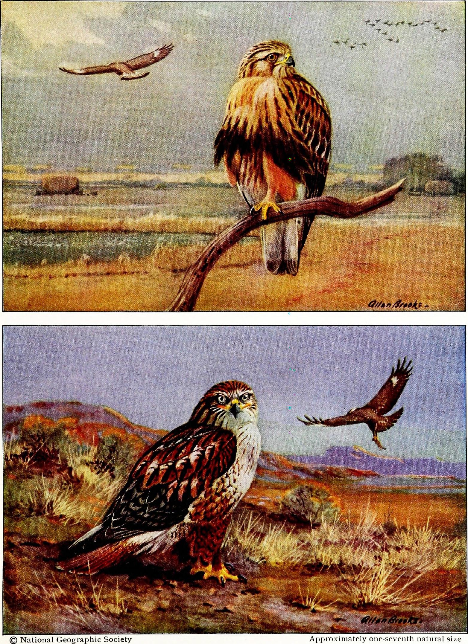 Falconry, the sport of kings (1920) (14566017827).jpg English: Identifier: cu31924022546653 (find matches) Title: Falconry, the sport of kings Year: