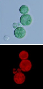 <i>Galdieria sulphuraria</i> Extremophilic unicellular species of red alga