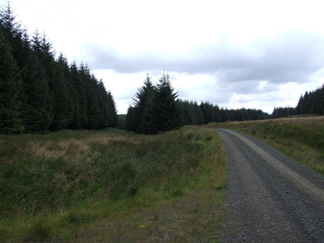 File:Forest Track - geograph.org.uk - 528529.jpg