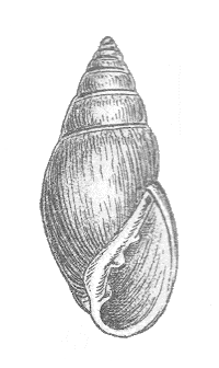 Drawing of the shell Geyer-1927 Myosotella myosotis.png