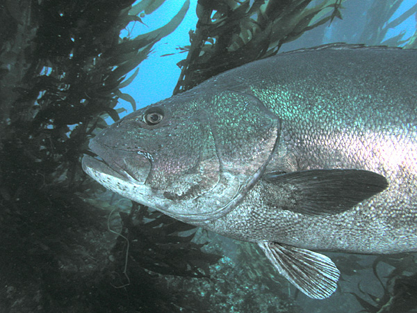 File:Giant Black Sea Bass, San Clemente Island, Channel Islands, California.jpg