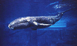 File:Graywhale MMC.jpg