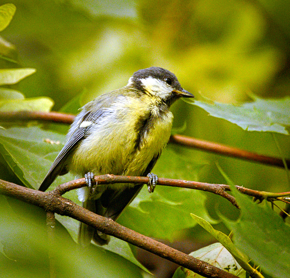 Great tit (21070387511).jpg