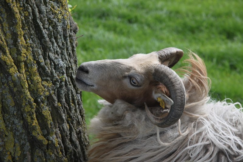 File:Head of a sheep.JPG