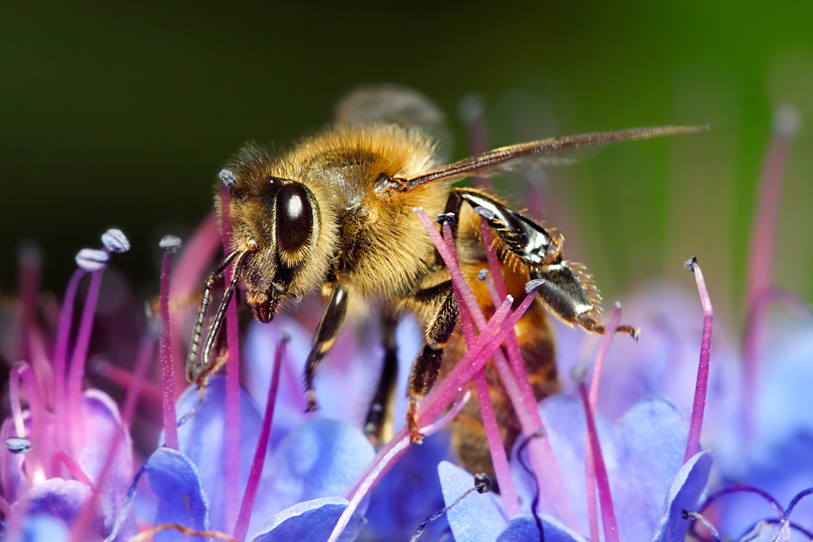 honey bees on flowers