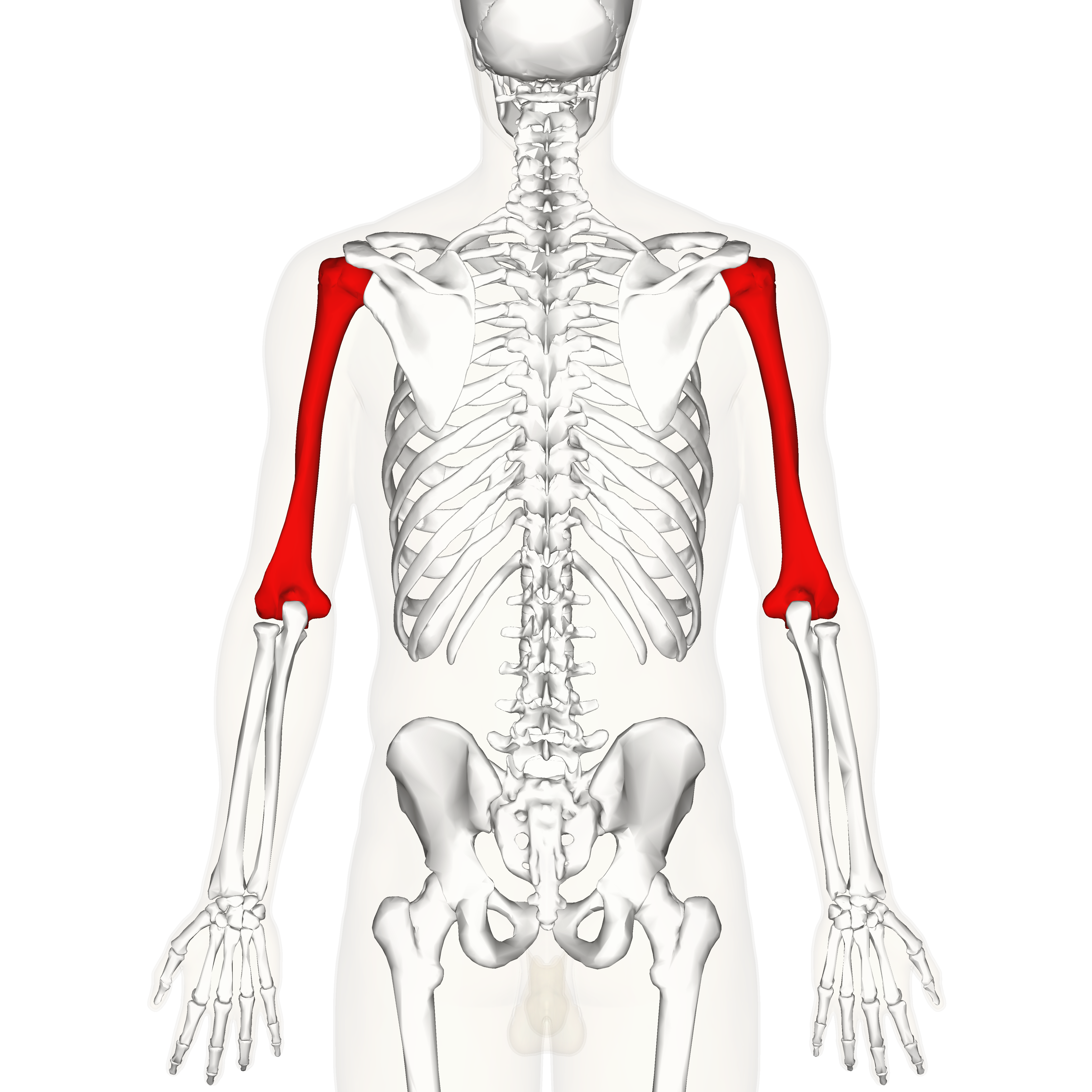 humerus posterior view