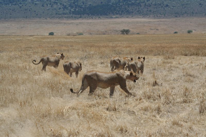 File:Hunting lionesses ngorongoro4.jpg