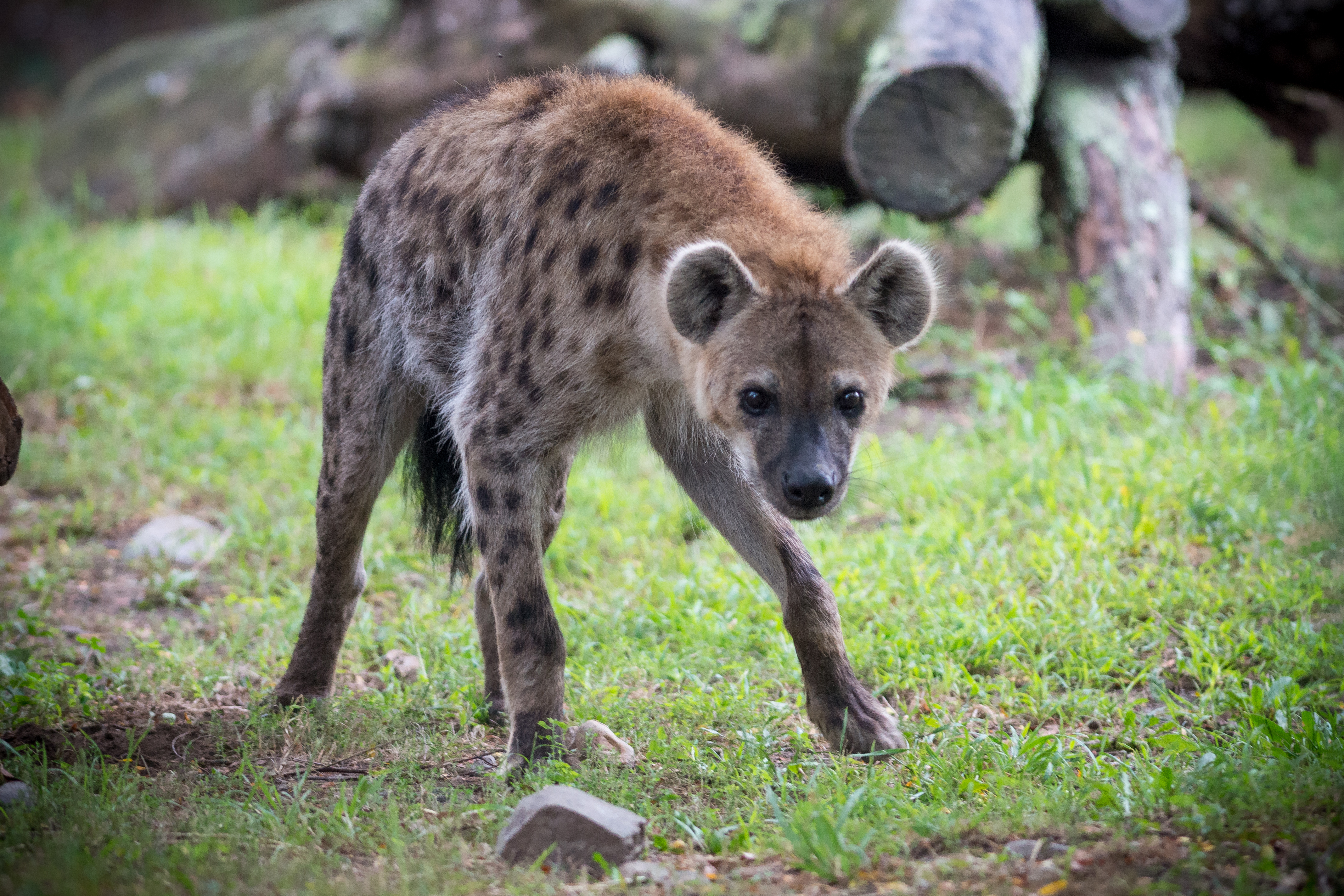 Hyena Looking at Camera (21386933813).jpg