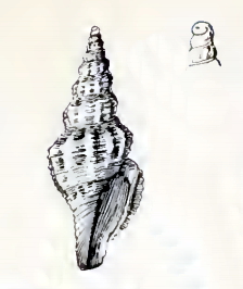 <i>Inquisitor carmen</i> Species of gastropod