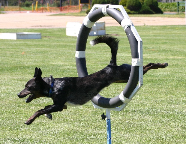 File:Jake-tyre-agility.jpg