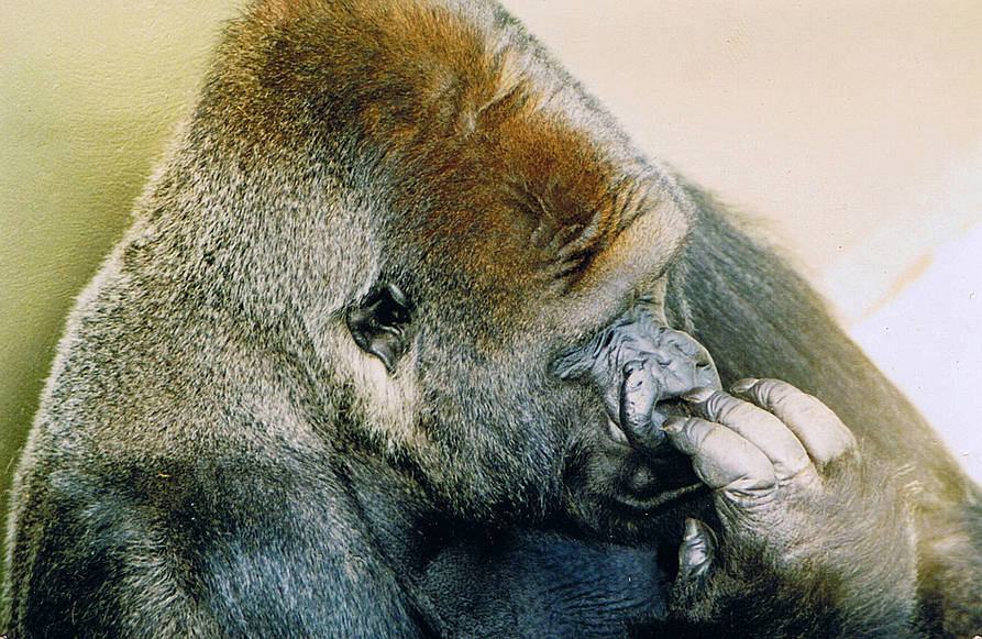 Baby gorilla born at Jersey Zoo 