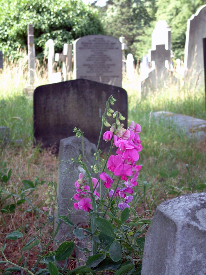 Lathyrus latifolius (2944486240).jpg