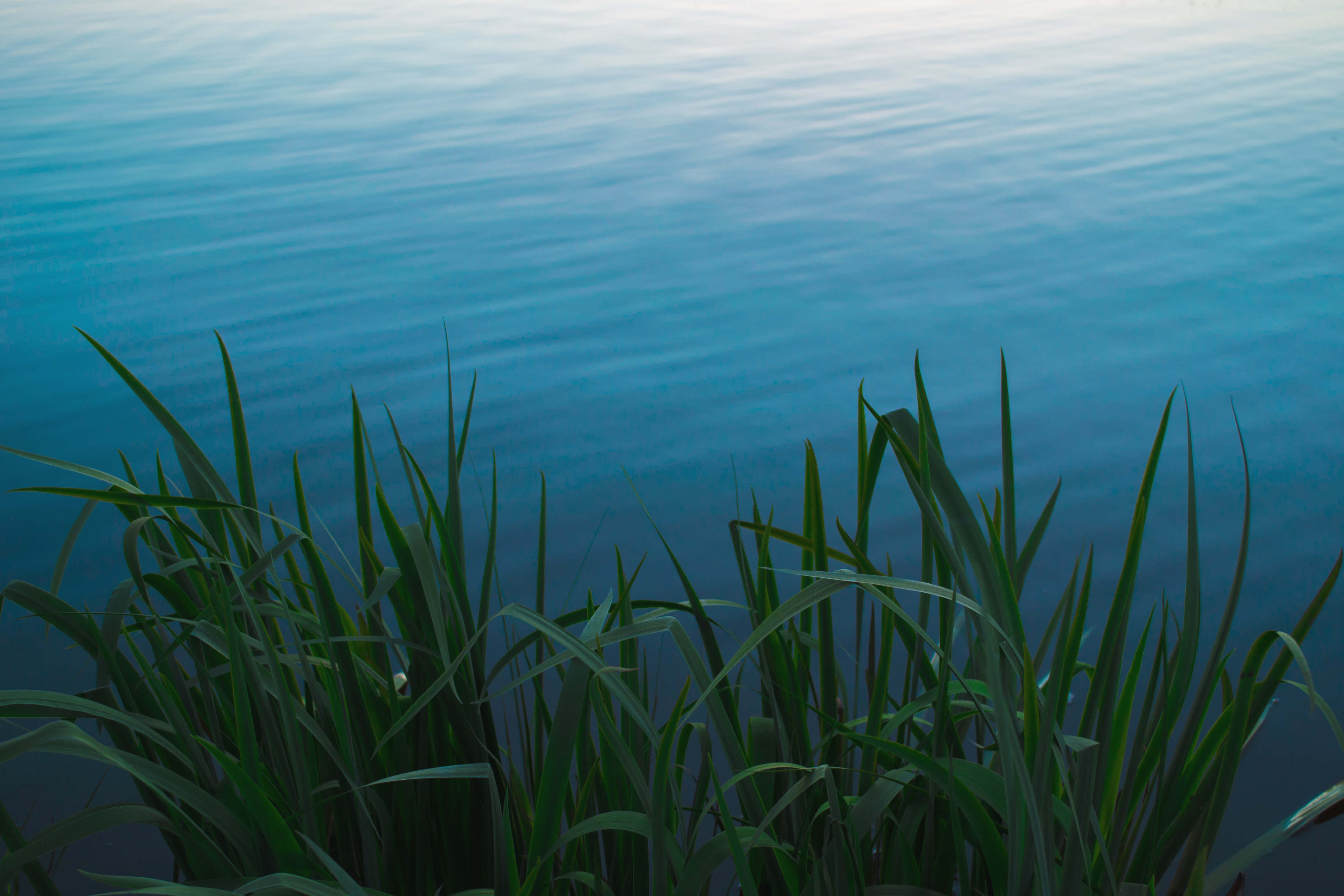 Water grass. Трава в воде. Вода река. Трава у озера. Океан трава.