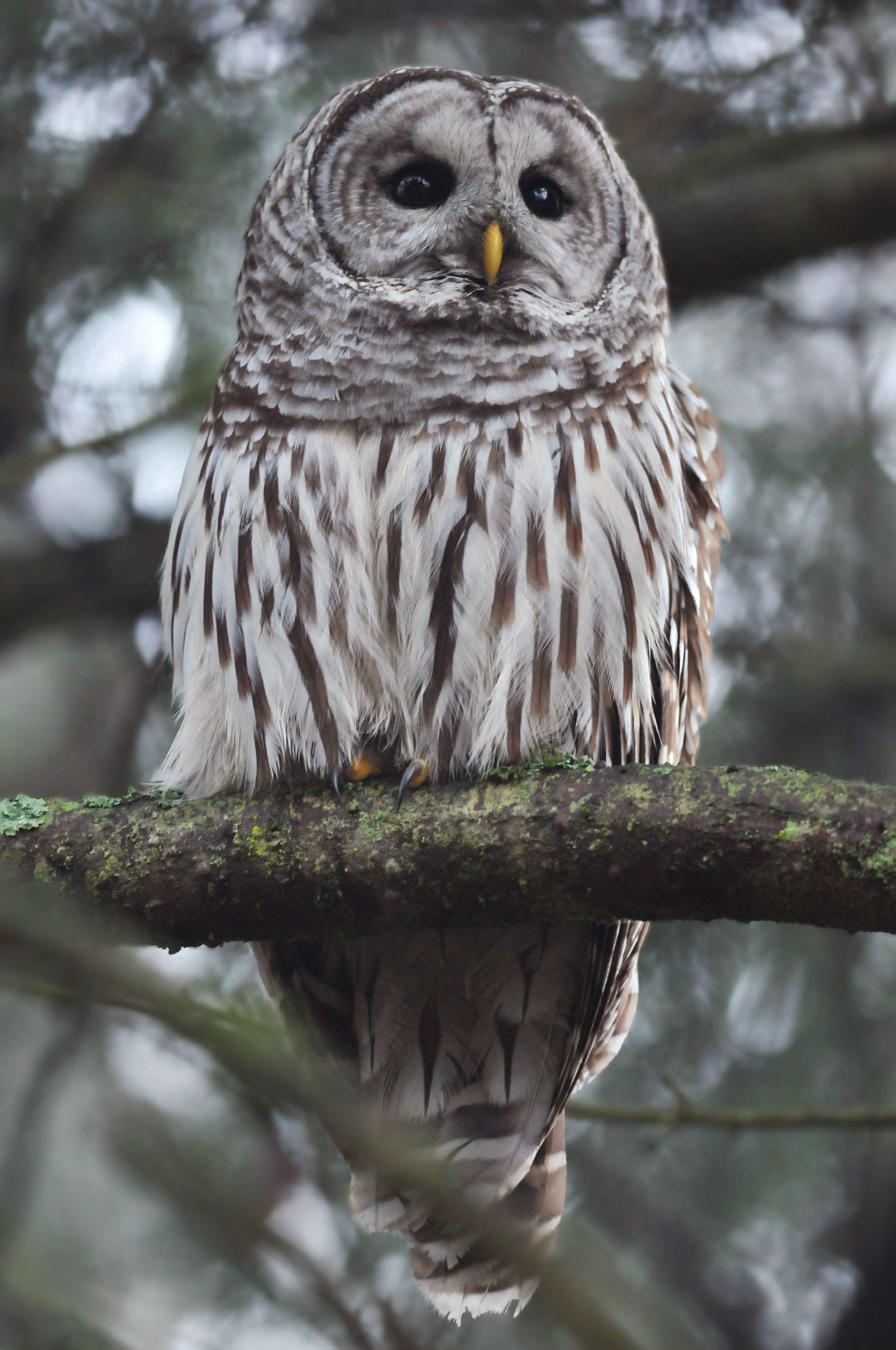 File Le Chat Huant Du Nord Strix Varia Jpg Wikimedia Commons