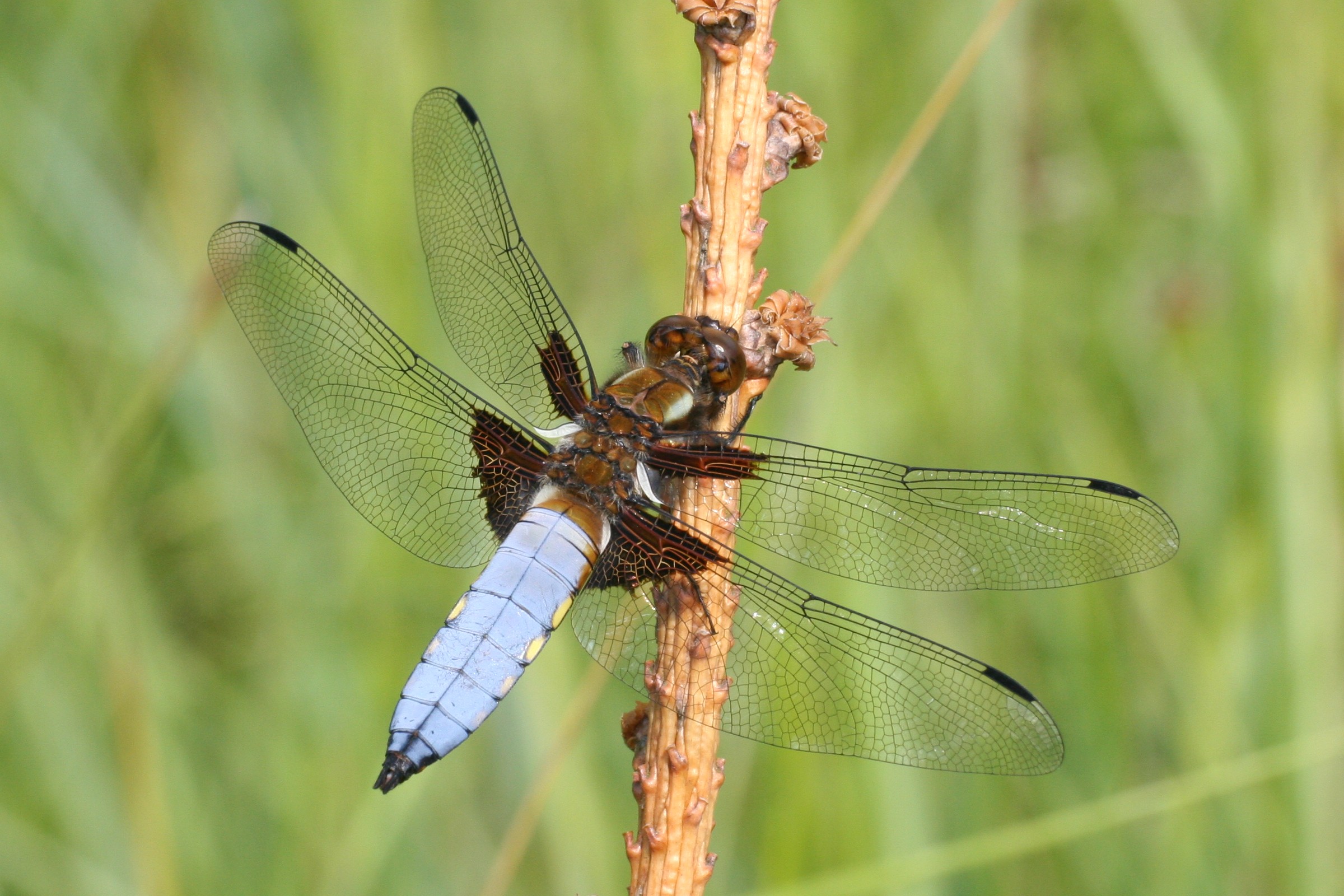 File:Libellula depressa male Weinsberg 20080629 1.jpg - Wikimedia Commons